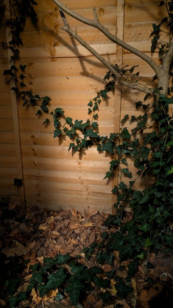 PXL 20250825 194308841.MP